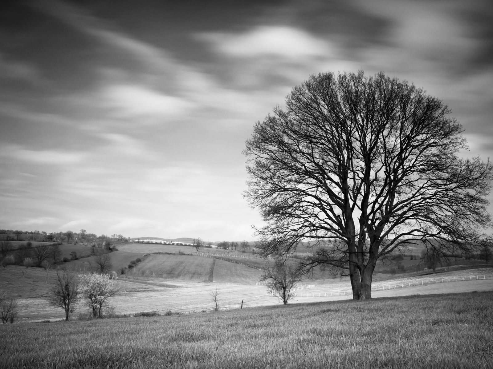 A solitary oak standing for generations